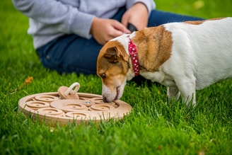 DOGLOG - Hlavolamy a edukativní pomůcky pro psy