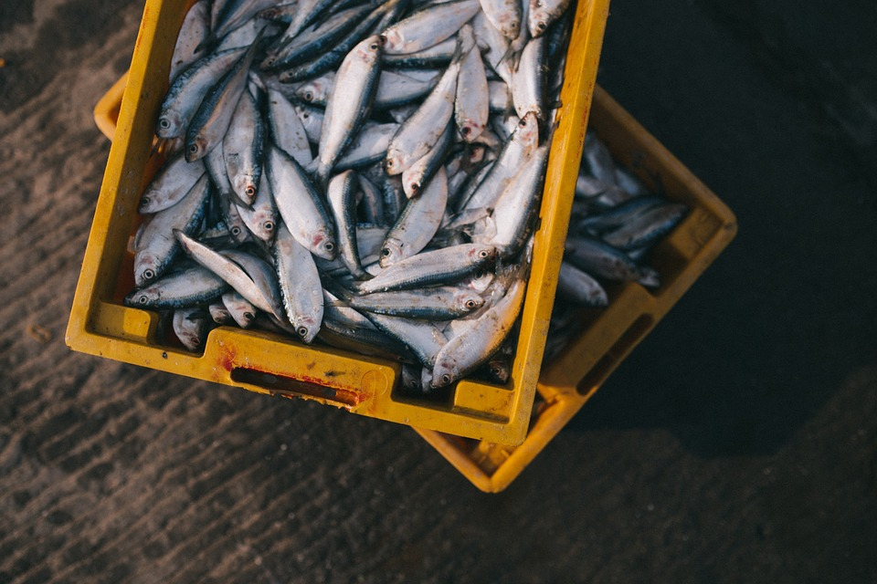 vývoz ryb z Norska