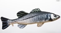 Gaby Polštář Sea Bass (Mořský vlk)